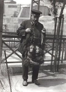 Deux jeunes orangs-outans tenus par les bras par le gardien Rodwell, au zoo de Londres, avril 1916 - Frederick William Bond